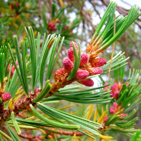 Pine  Essential Oil Hungary 4